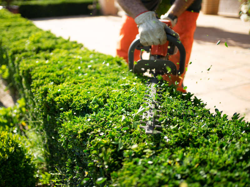 Hedge trimming
